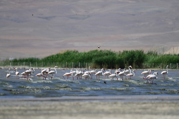 Foto - Kuraklığa rağmen flamingolar oradan vazgeçmiyor