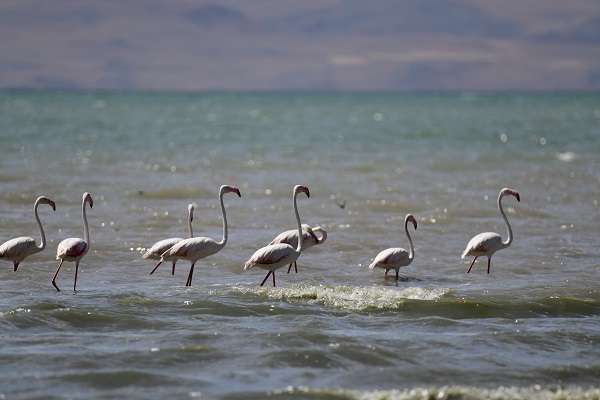 Foto - Kuraklığa rağmen flamingolar oradan vazgeçmiyor