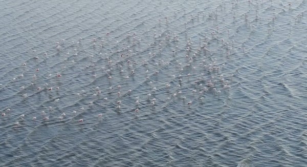 Foto - Kuraklığa rağmen flamingolar oradan vazgeçmiyor