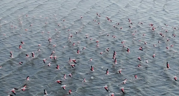 Foto - Kuraklığa rağmen flamingolar oradan vazgeçmiyor