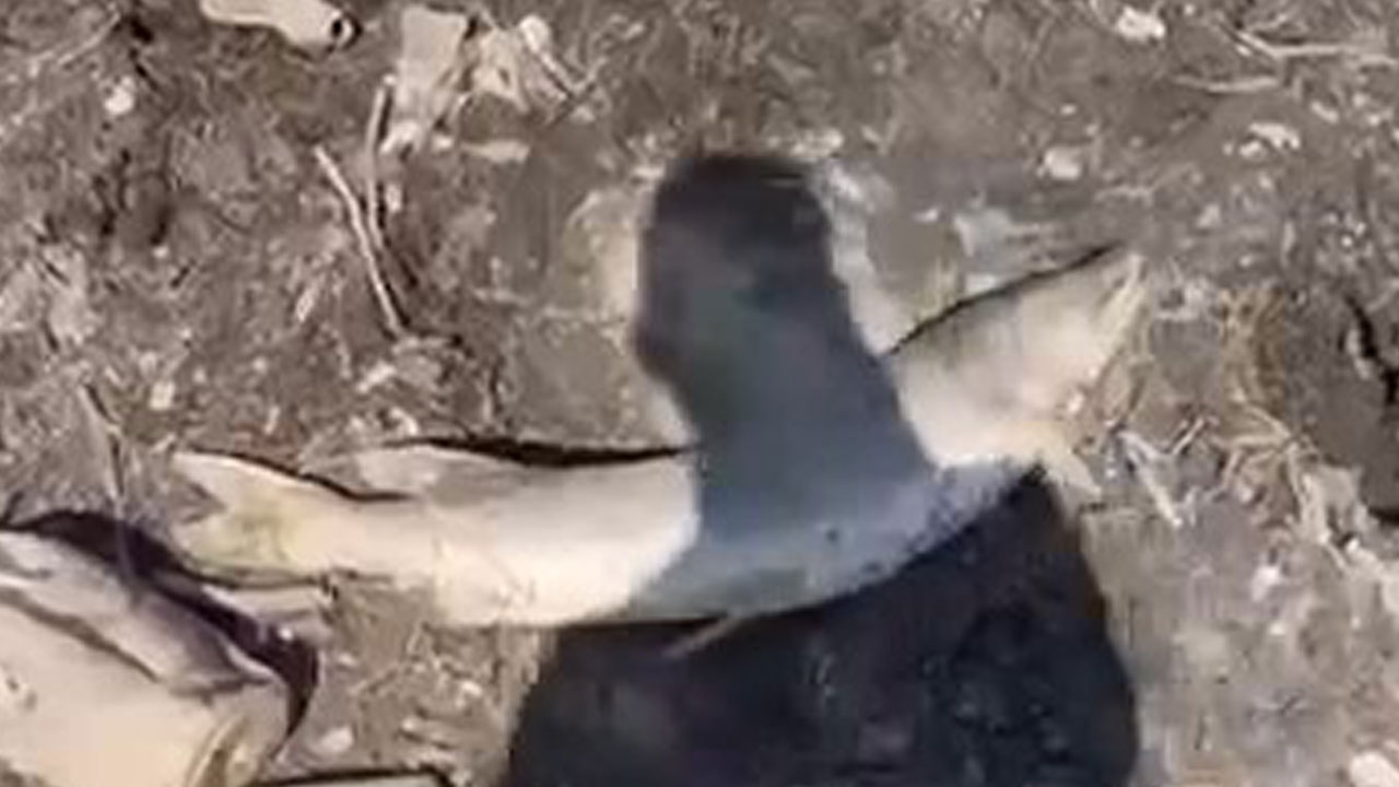 Kuraklığın acı yüzü! Sular çekildi, balıklar kıyıya vurdu