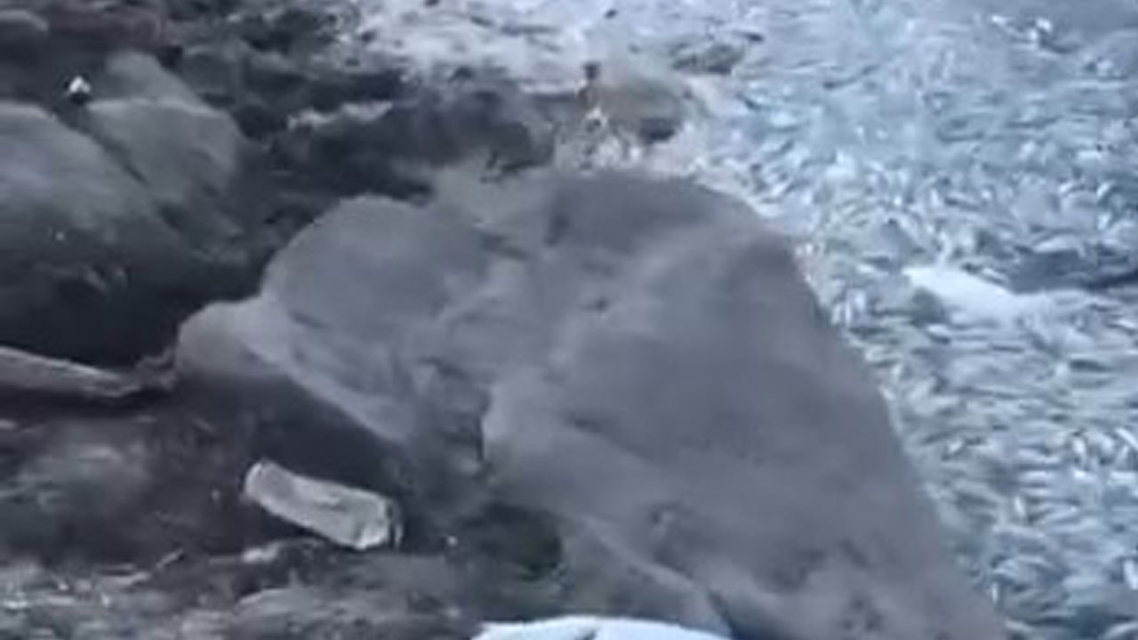 Foto - Kuraklığın acı yüzü! Sular çekildi, balıklar kıyıya vurdu