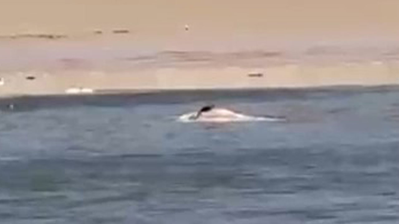 Foto - Kuraklığın acı yüzü! Sular çekildi, balıklar kıyıya vurdu