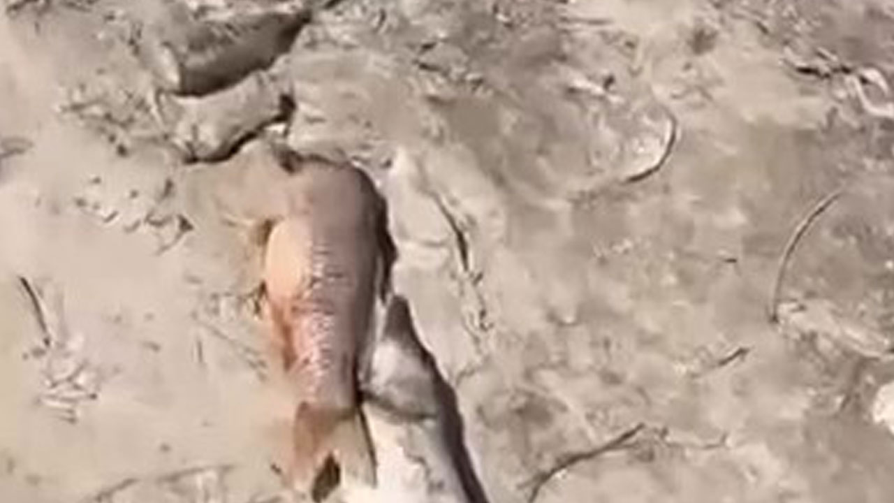 Foto - Kuraklığın acı yüzü! Sular çekildi, balıklar kıyıya vurdu
