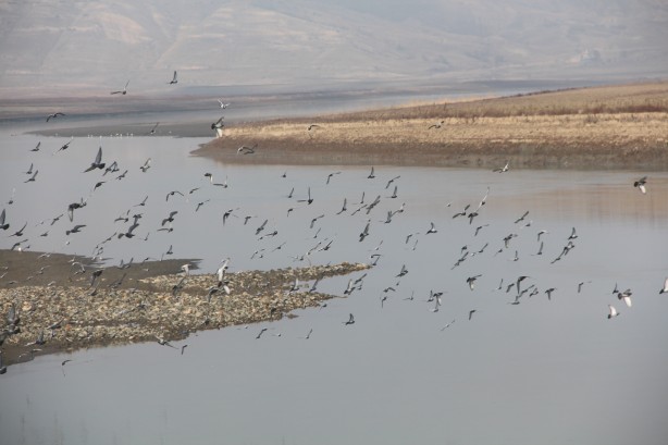 Foto - Kuraklığın en net fotoğrafı: "Suya girmek yasaktır" yazısı var, su yok