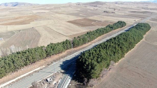 Foto - Kuraklığın ortasında mini orman Dikiliş nedenini duyanlar çok şaşırıyor