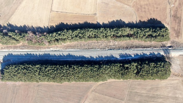 Foto - Kuraklığın ortasında mini orman Dikiliş nedenini duyanlar çok şaşırıyor