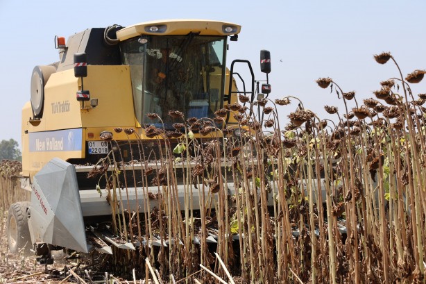 Foto - Kuraklık ayçiçeği rekoltesini yüzde 50'den fazla düşürdü