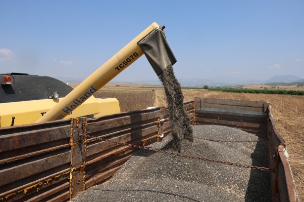 Foto - Kuraklık ayçiçeği rekoltesini yüzde 50'den fazla düşürdü