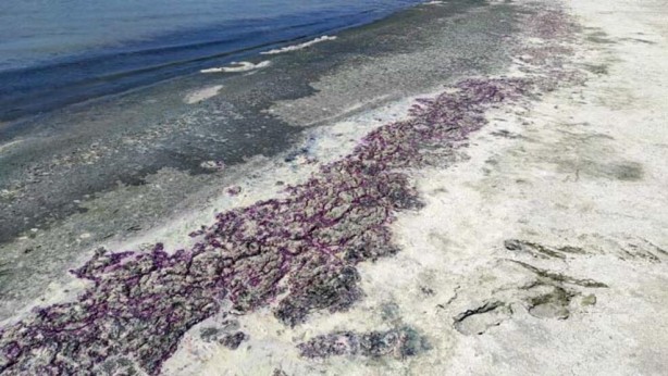 Foto - Kuraklık Burdur Gölü’nü de vurdu! Sahil morardı