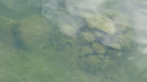 Foto - Kuraklık devam ediyor! Balıkçılık yok oluyor