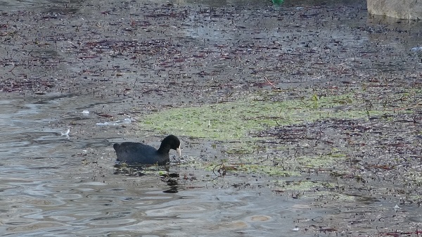 Foto - Kuraklık devam ediyor! Balıkçılık yok oluyor