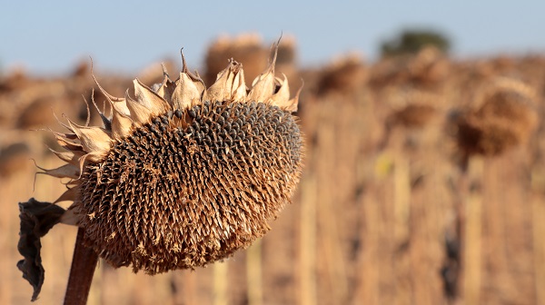 Foto - Kuraklık en çok onları etkiledi