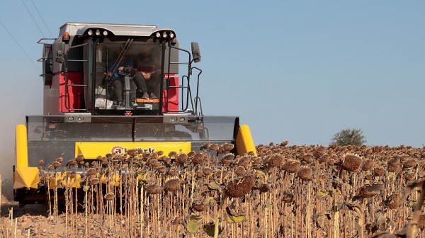 Foto - Kuraklık en çok onları etkiledi