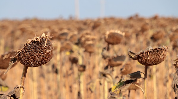 Foto - Kuraklık en çok onları etkiledi