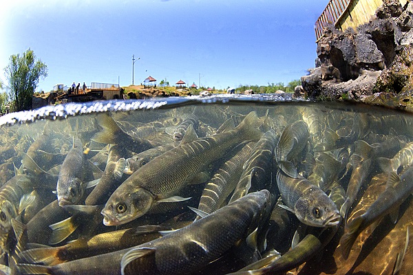 Foto - Kuraklık inci kefallerini de etkiledi