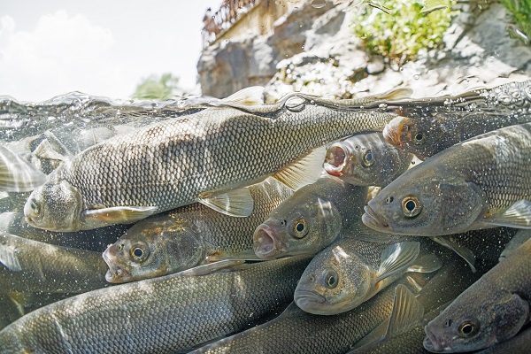 Foto - Kuraklık inci kefallerini de etkiledi