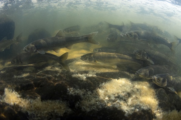 Foto - Kuraklık inci kefallerini de etkiledi
