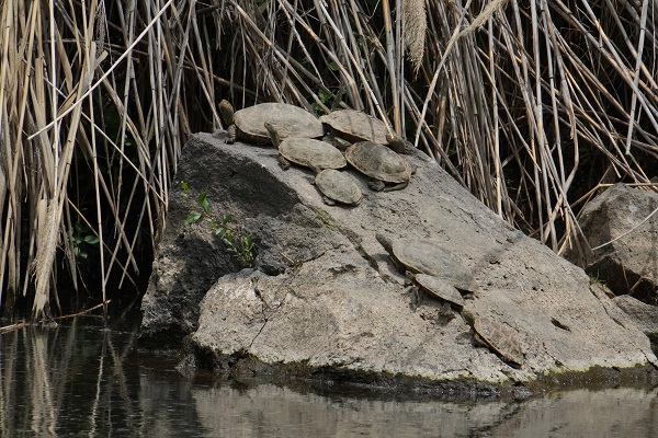 Foto - Kuraklık inci kefallerini de etkiledi