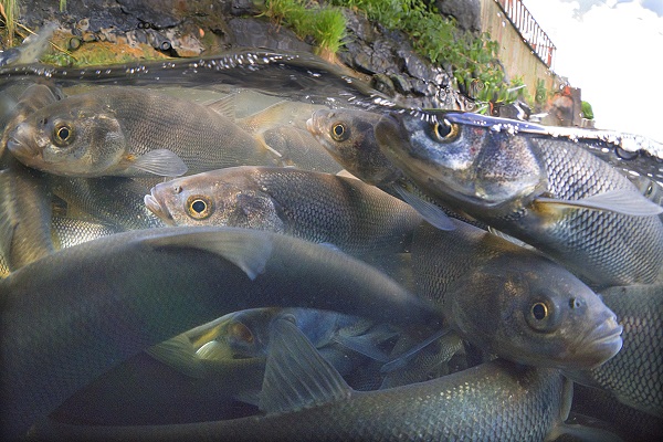 Foto - Kuraklık inci kefallerini de etkiledi