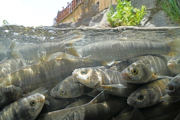 Foto - Kuraklık inci kefallerini de etkiledi