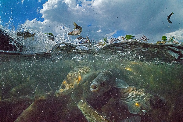 Kuraklık inci kefallerini de etkiledi