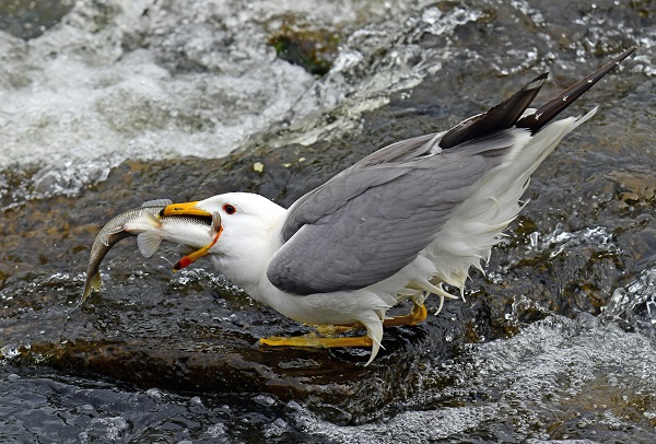 Foto - Kuraklık inci kefallerini de etkiledi