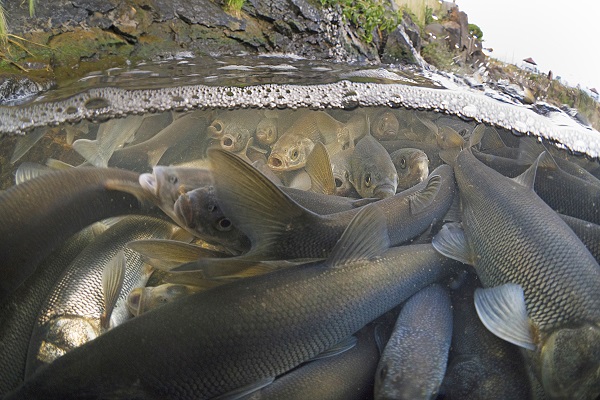 Foto - Kuraklık inci kefallerini de etkiledi