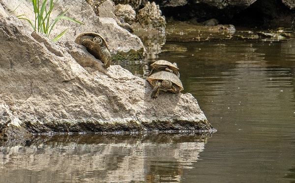 Foto - Kuraklık inci kefallerini de etkiledi