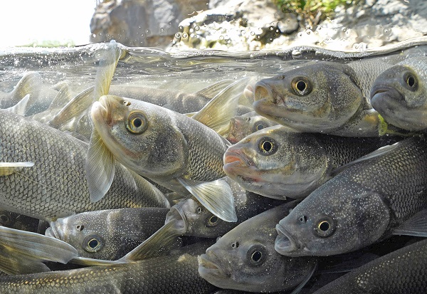 Foto - Kuraklık inci kefallerini de etkiledi