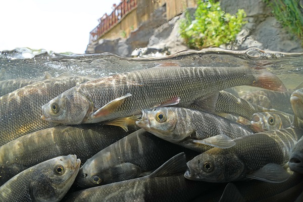 Foto - Kuraklık inci kefallerini de etkiledi