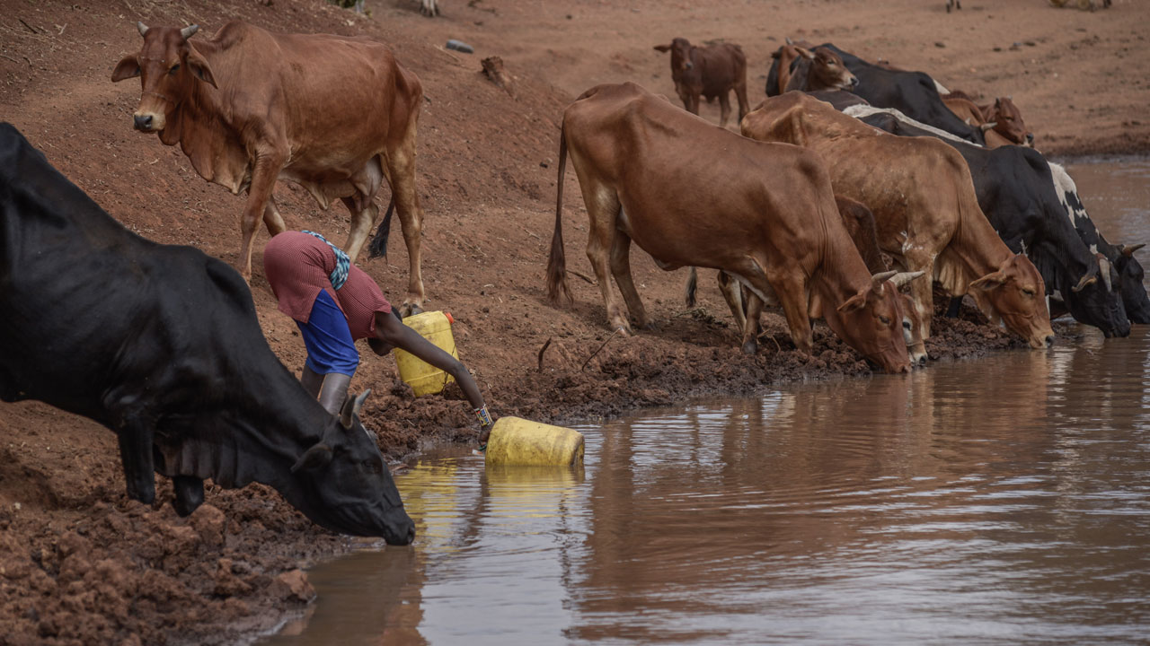 Foto - Kuraklık kıskacında bir ülke! Afrika’nın kalbinden çaresizlik