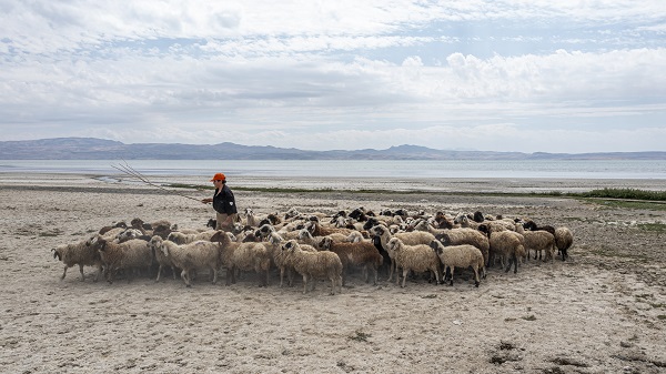 Foto - Kuraklık nedeniyle küçülmeye devam ediyor! Van Gölü’nde son durum görüntülendi