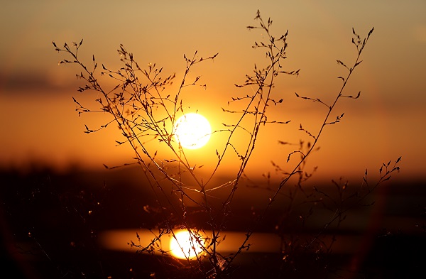 Foto - Kuraklık orayı da vurdu! Ladik Gölü küçülüyor