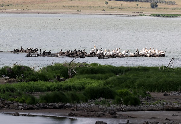 Foto - Kuraklık orayı da vurdu! Ladik Gölü küçülüyor