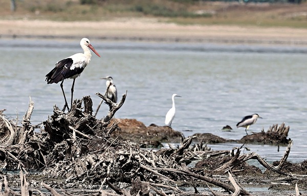 Foto - Kuraklık orayı da vurdu! Ladik Gölü küçülüyor