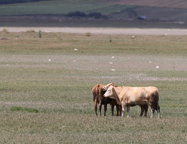 Foto - Kuraklık orayı da vurdu! Ladik Gölü küçülüyor