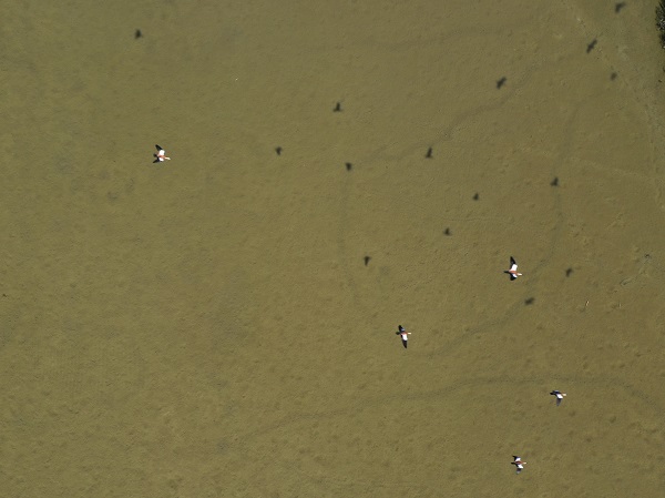 Foto - Kuraklık yüzünden kuş türleri buraya uğramaz oldu! 