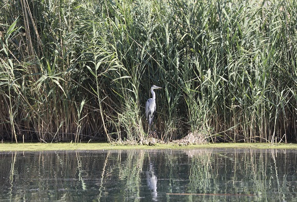Foto - Kuraklık yüzünden kuş türleri buraya uğramaz oldu! 