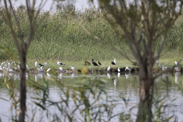 Foto - Kuraklık yüzünden kuş türleri buraya uğramaz oldu! 