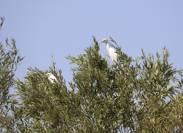 Foto - Kuraklık yüzünden kuş türleri buraya uğramaz oldu! 