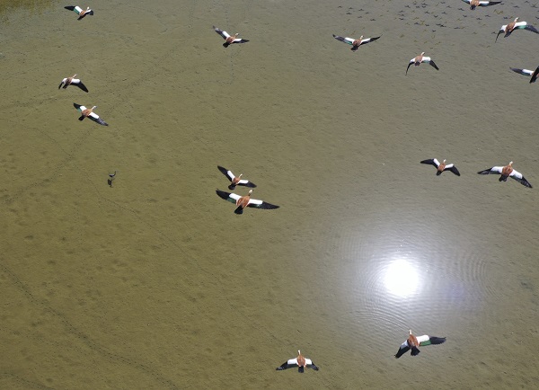 Foto - Kuraklık yüzünden kuş türleri buraya uğramaz oldu! 