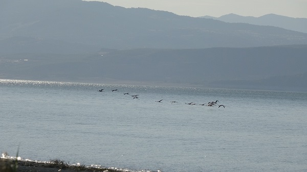 Foto - Kuraklıkla boğuşan gölde allı turnaların son dansı