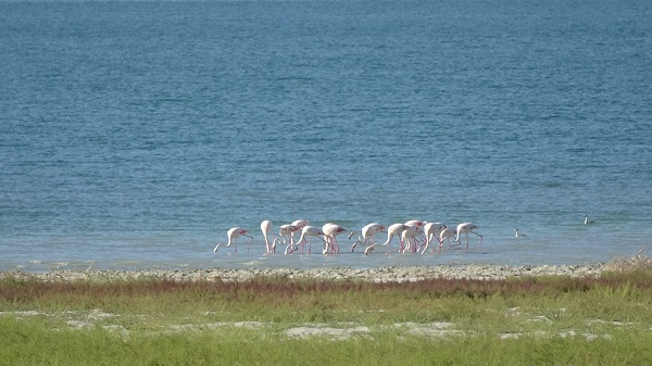 Foto - Kuraklıkla boğuşan gölde allı turnaların son dansı