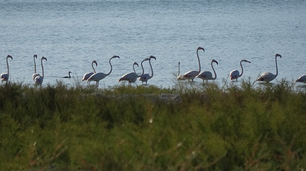 Foto - Kuraklıkla boğuşan gölde allı turnaların son dansı