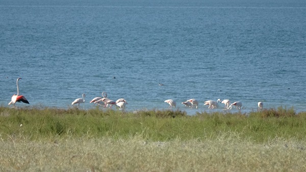 Foto - Kuraklıkla boğuşan gölde allı turnaların son dansı