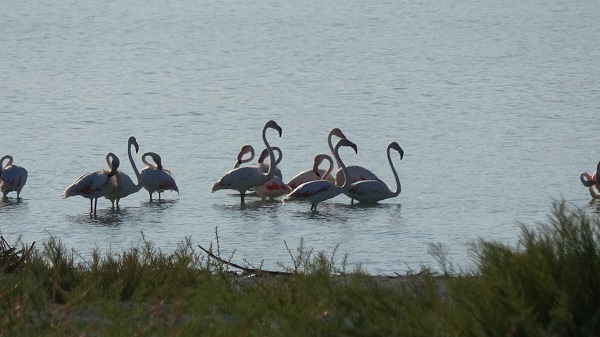 Foto - Kuraklıkla boğuşan gölde allı turnaların son dansı