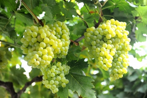 Foto - Kuran-ı Kerim'de adı geçen 6 cennet meyvesi