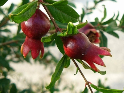 Foto - Kuran-ı Kerim'de adı geçen 6 cennet meyvesi