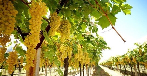 Foto - Kuran-ı Kerim'de adı geçen 6 cennet meyvesi